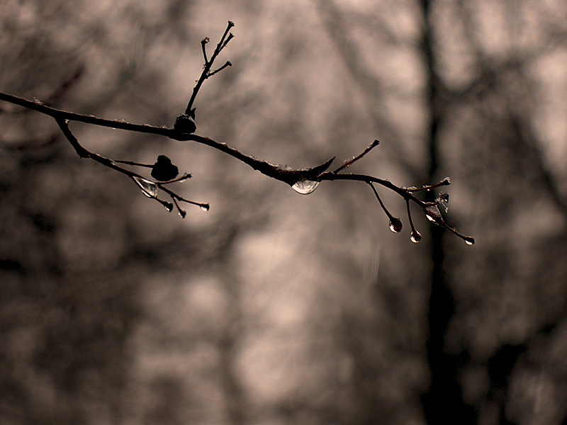 Twig