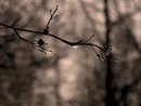 Twig